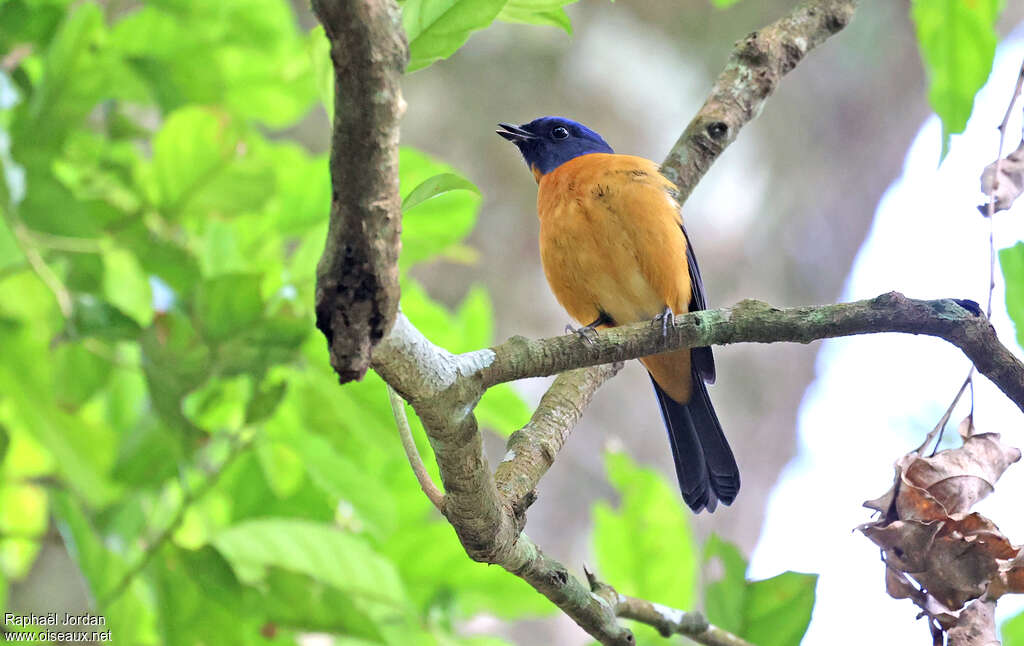 Taiwan Vivid Niltava male adult