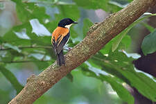Gobemouche de Timor