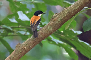Gobemouche de Timor