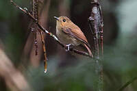 Gobemouche de Vaurie