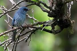 Turquoise Flycatcher