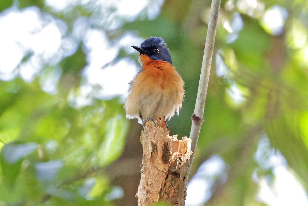 Mangrove Blue Flycatcher male adult