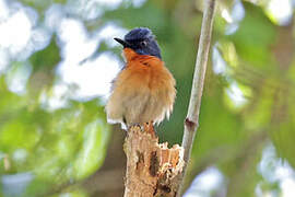 Mangrove Blue Flycatcher