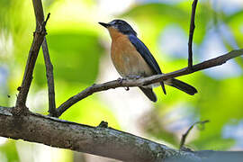 Mangrove Blue Flycatcher