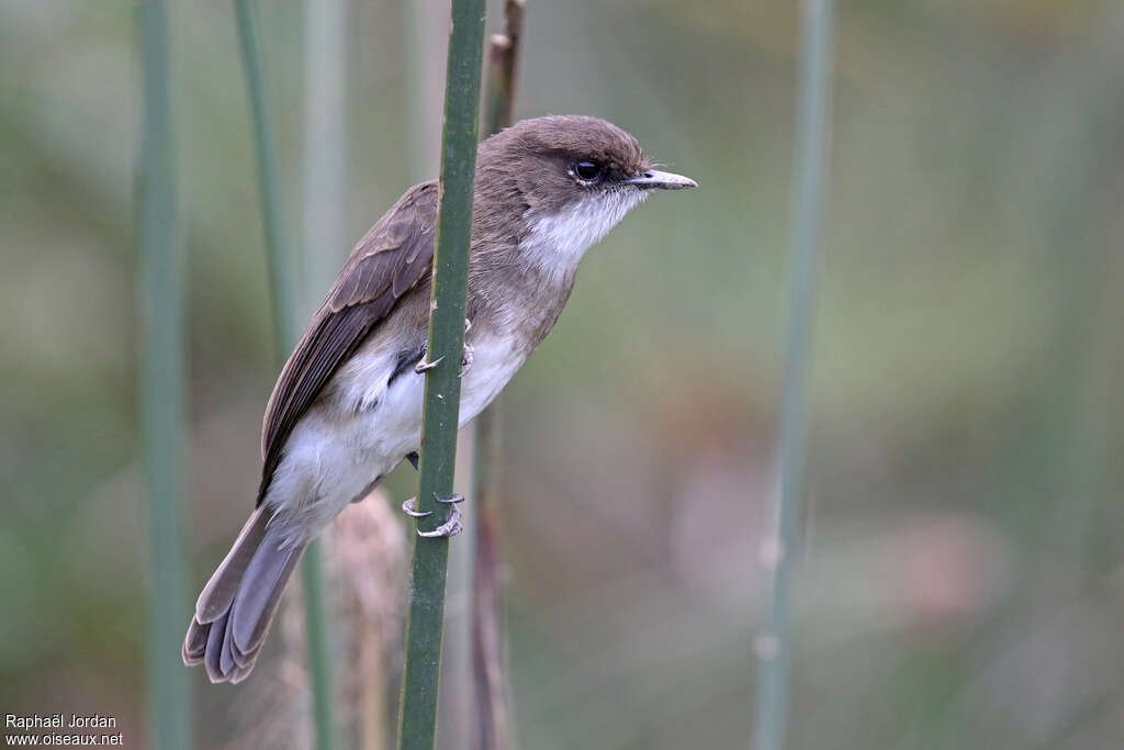 Swamp Flycatcheradult, identification