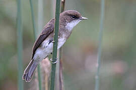 Swamp Flycatcher