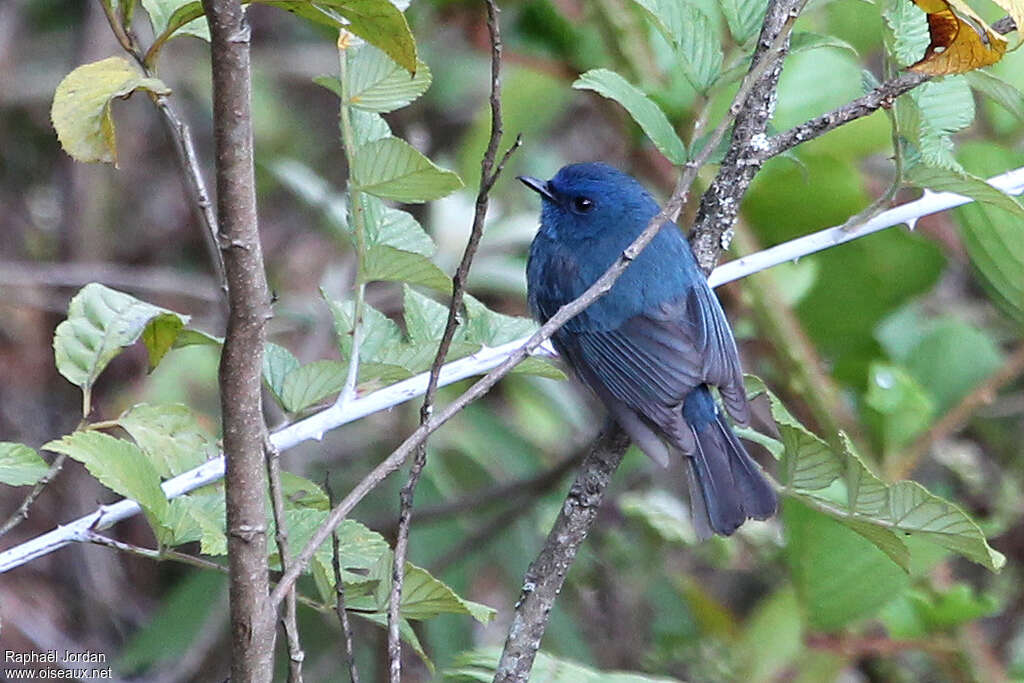 Nilgiri Flycatcheradult breeding