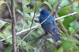 Nilgiri Flycatcher