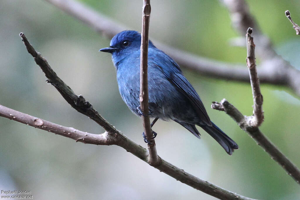 Nilgiri Flycatcheradult