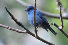 Nilgiri Flycatcher