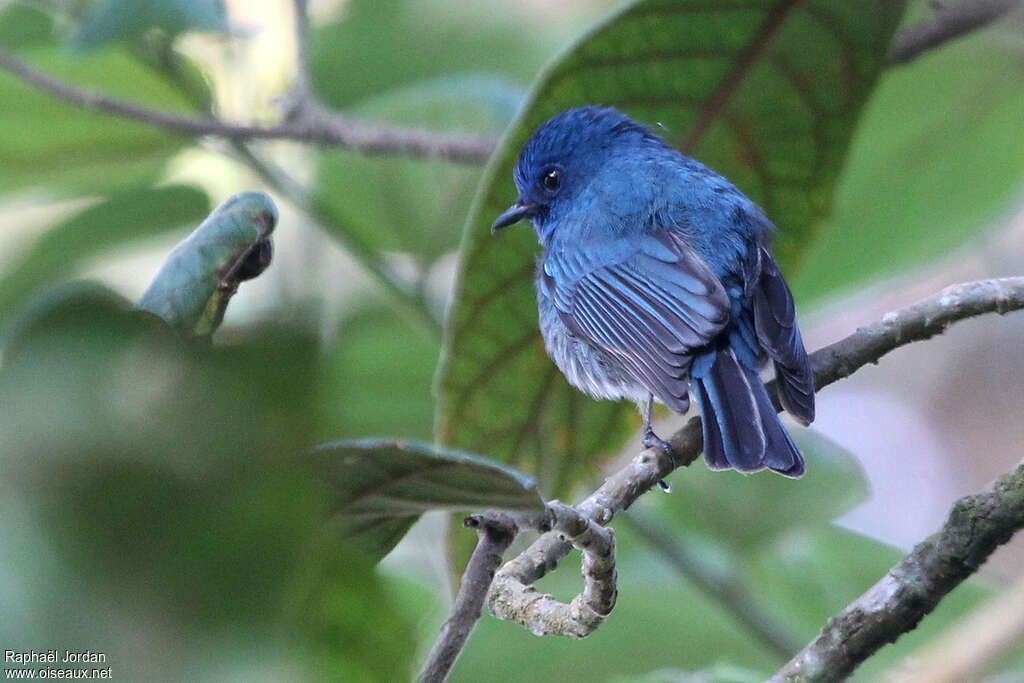 Nilgiri Flycatcheradult breeding