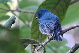 Nilgiri Flycatcher