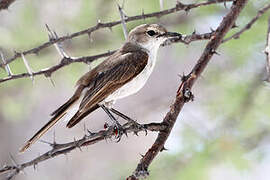 Marico Flycatcher