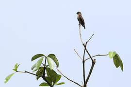 Sooty Flycatcher