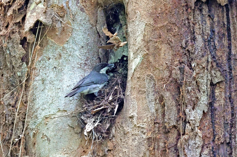 Fraser's Forest Flycatcheradult, Reproduction-nesting