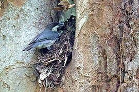 Fraser's Forest Flycatcher