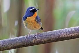 Snowy-browed Flycatcher