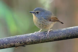 Snowy-browed Flycatcher