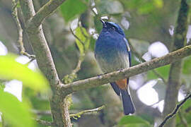 Indigo Flycatcher