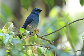 Indigo Flycatcher