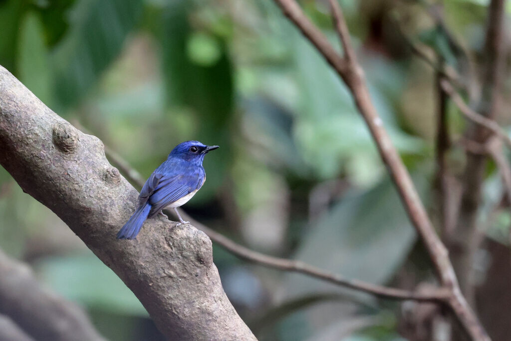 Malaysian Blue Flycatcher male adult