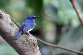 Malaysian Blue Flycatcher