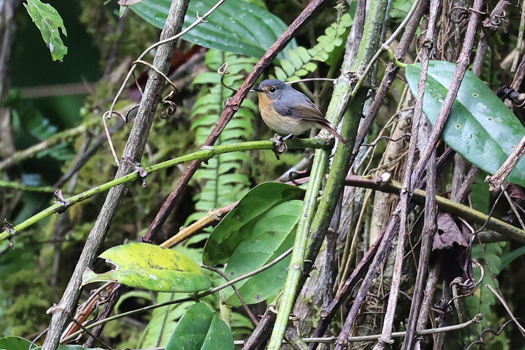 Gobemouche montagnard