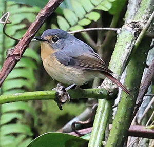 Gobemouche montagnard