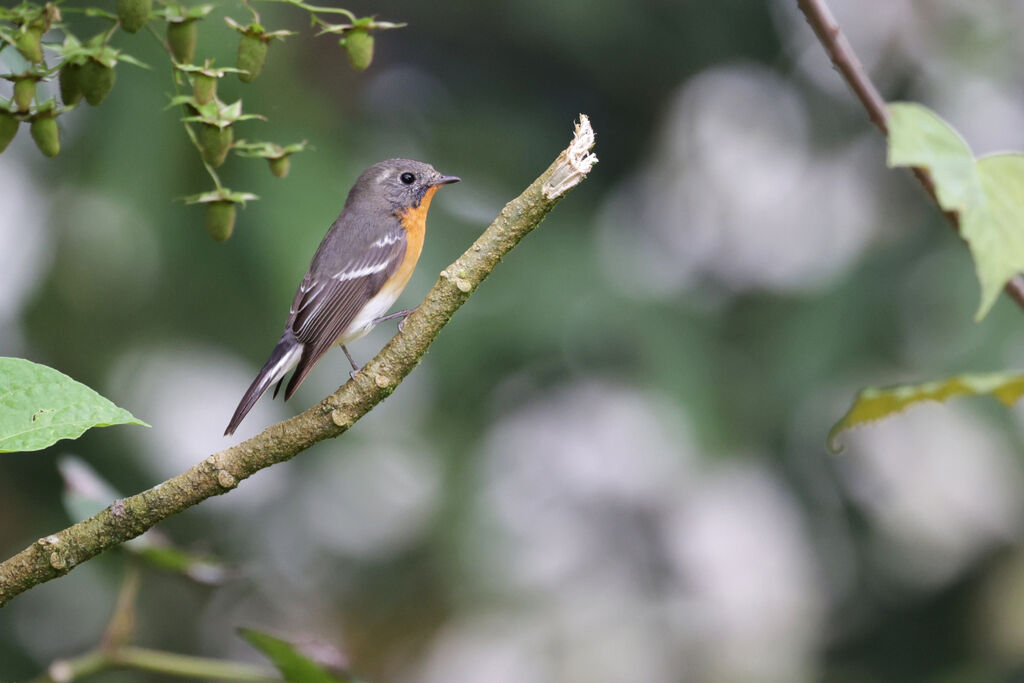 Mugimaki Flycatcher male Second year