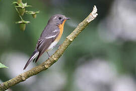 Mugimaki Flycatcher