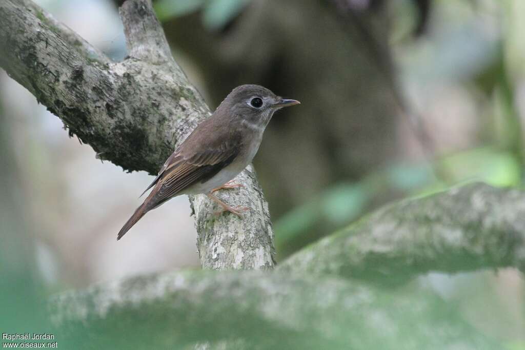 Gobemouche muttuiadulte, identification