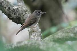 Brown-breasted Flycatcher