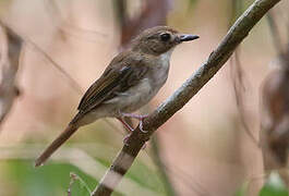 Grey-chested Jungle Flycatcher