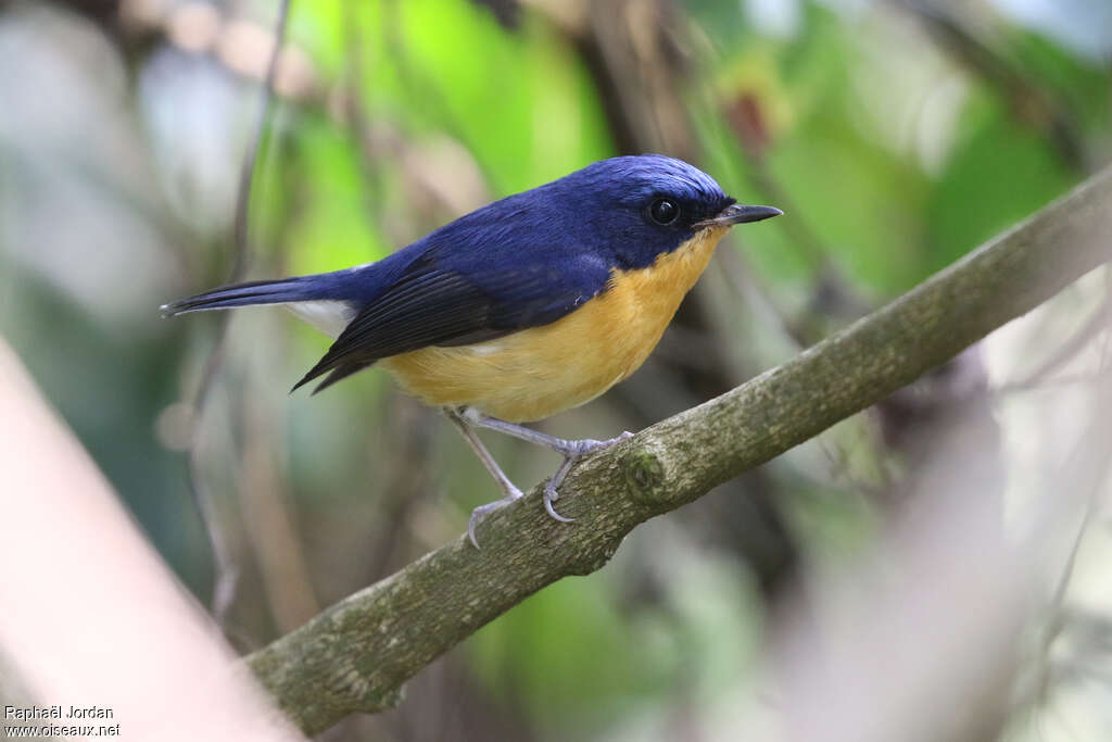 Pygmy Flycatcher male adult breeding, identification