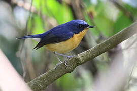 Pygmy Flycatcher