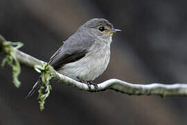 African Dusky Flycatcher