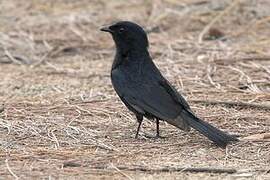 Southern Black Flycatcher