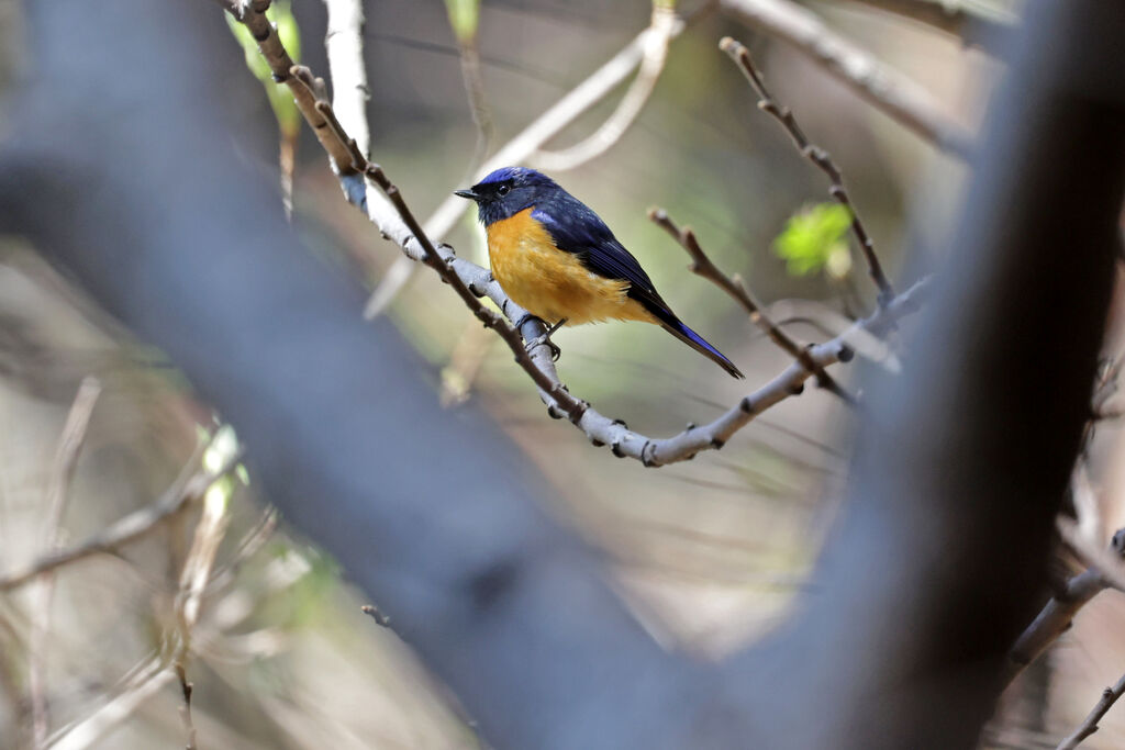 Rufous-bellied Niltava male adult