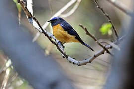 Rufous-bellied Niltava