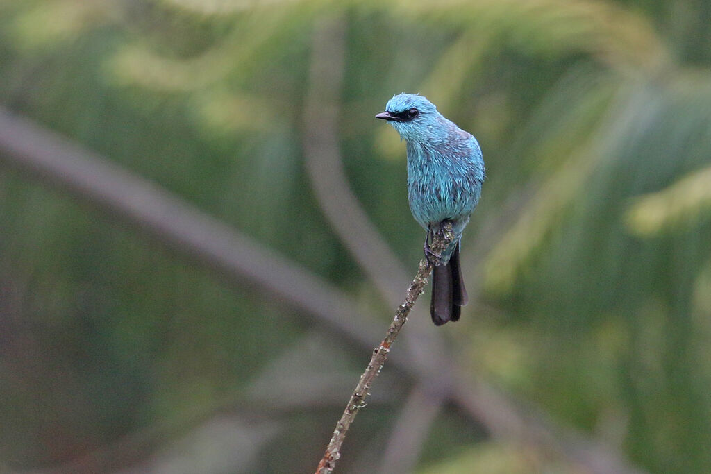 Verditer Flycatcher male adult