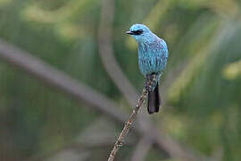 Verditer Flycatcher