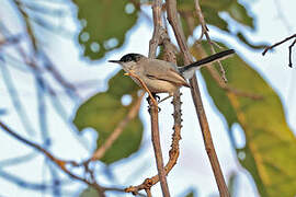 Black-capped Gnatcatcher