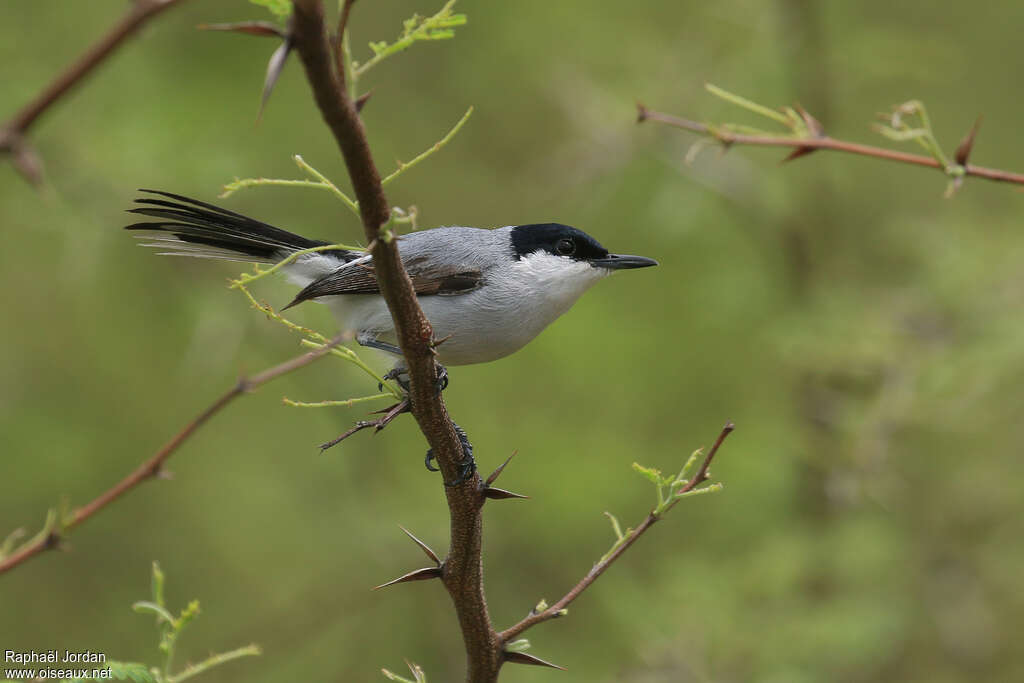 White-lored Gnatcatcher male adult, identification