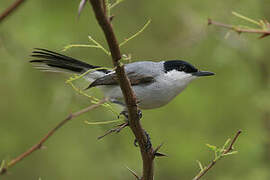 White-lored Gnatcatcher