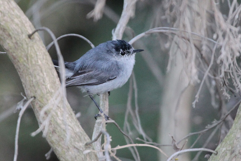 California Gnatcatcher