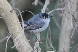 California Gnatcatcher