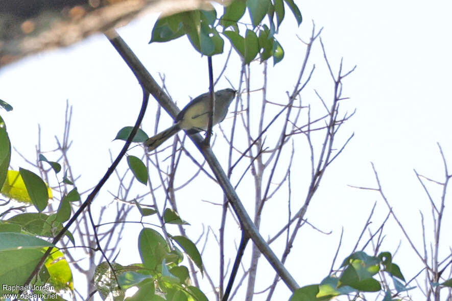 Para Gnatcatcher