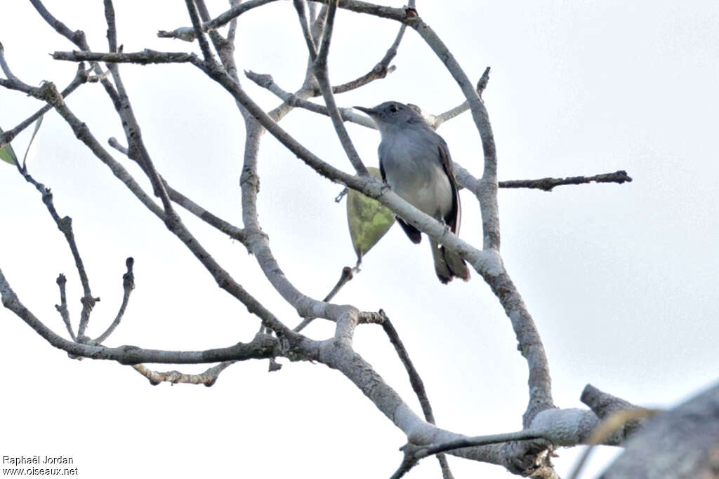 Rio Negro Gnatcatcher