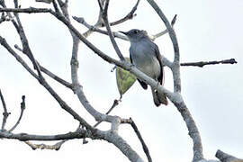 Rio Negro Gnatcatcher