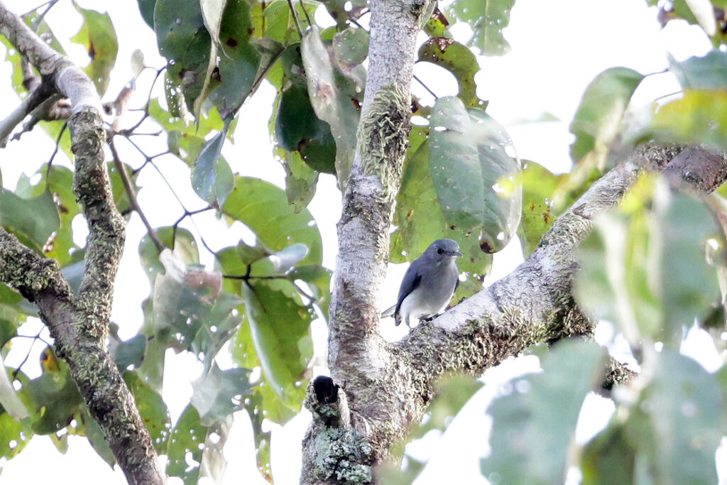 Rio Negro Gnatcatcher